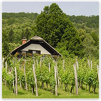 Weinberg in Nordkroatien wein, weinberg, kroatien, natur